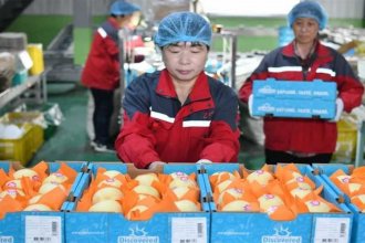 Peras de China en Argentina. Fruticultores exigen “igualdad de condiciones” para exportar al país asiático