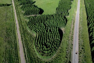Uruguay pretende aumentar las zonas de cultivo forestal, en medio de la preocupación por la contaminación
