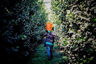 Cosechero de la fruta se sincera: “Estamos por debajo de la indigencia, trabajando y en blanco. ¿Dónde se ha visto?”