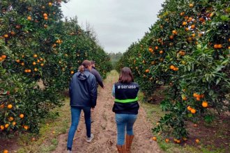 Para el control del HLB, Senasa proyecta darle más responsabilidades a los citricultores