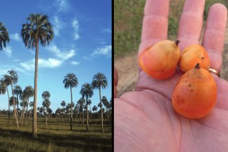 El fruto de la palmera yatay es parte del Código Alimentario Argentino. “Respeta la soberanía alimentaria de nuestros pueblos”