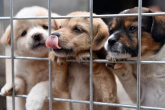 Aprobaron prohibir la crianza de gatos, perros y otros animales con fines lucrativos: "Vamos a ser la ciudad pionera en la provincia"