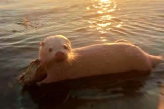 Avistaje de lobo marino albino generó asombro en zona costera