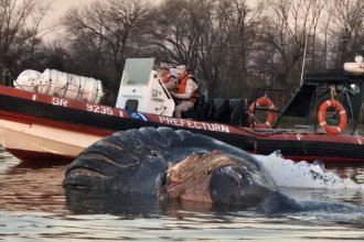 Complejo Zárate - Brazo Largo: descubren una ballena muerta y estudian cómo retirarla
