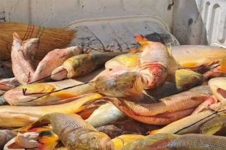 Guías de pesca denuncian que la depredación amenaza al “principal” recurso turístico de Concordia