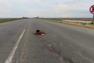 En apenas un día, registraron más de 30 animales muertos en una ruta