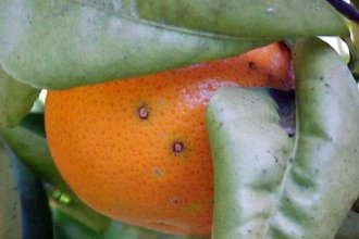Unión Europea rechaza naranjas argentinas y alertan sobre una barrera paraarancelaria