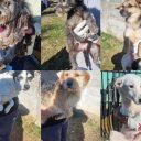 Maltrato animal en Concordia. Rescataron 17 perros que sobrevivían en una casa abandonada