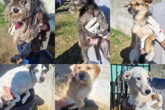 Maltrato animal en Concordia. Rescataron 17 perros que sobrevivían en una casa abandonada