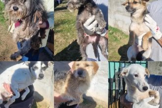 Maltrato animal en Concordia. Rescataron 17 perros que sobrevivían en una casa abandonada