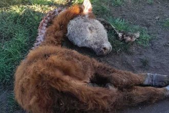 Federación Agraria denunció que jaurías de perros salvajes atacan y matan ganado vacuno y lanar en Entre Ríos