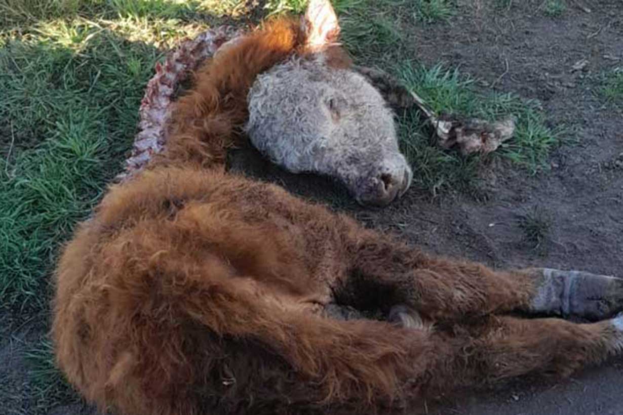 Imagen divulgada por Federación Agraria