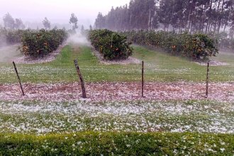 Una “franja angosta” de granizo afectó a varios citricultores del norte entrerriano