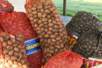Entre Ríos lidera la producción y exportación de nuez pecán a nivel país, según datos de Senasa