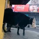 El insólito momento que vivió una librería de Concordia cuando entró una vaca