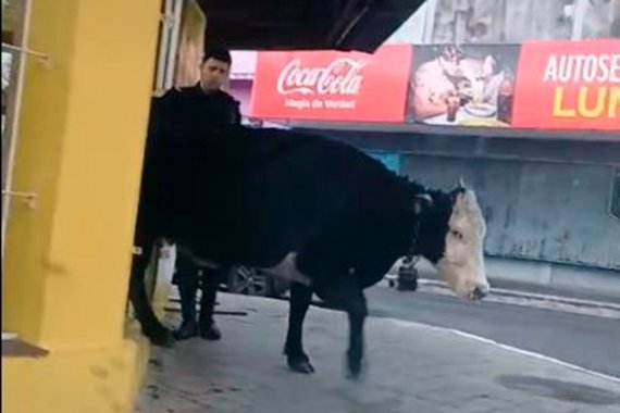 El insólito momento que vivió una librería de Concordia cuando entró una vaca