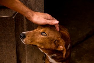Perros sin hogar: adoptarlos aporta compañía y beneficios para la salud física, mental y emocional
