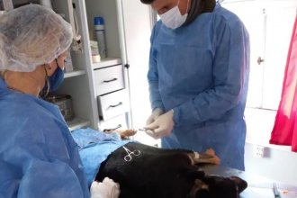 Cirugía ortopédica por caso de maltrato: municipio intervino para salvar a un perro