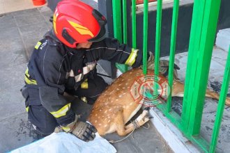 Un ciervo en un local de deportes: había quedado atrapado y fue rescatado por bomberos