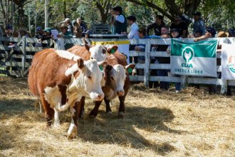 Prueba pastoril realizada en la costa del Uruguay busca mejorar la calidad ganadera en Entre Ríos