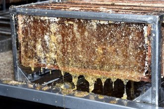 Alerta apícola en Entre Ríos: monitorean una plaga que pone en riesgo la producción de miel