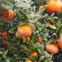 Nación declaró la emergencia agropecuaria para explotaciones de citrus, sojeras, hortícolas y de nueces pecán, en zonas de Entre Ríos