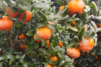Nación declaró la emergencia agropecuaria para explotaciones de citrus, sojeras, hortícolas y de nueces pecán, en zonas de Entre Ríos