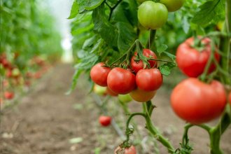 “Construyendo juntos la horticultura del mañana”: Concordia se apresta a vivir la Jornada Hortícola 2025