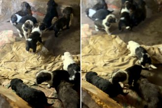 En Concodia rescataron 10 cachorros que estaban en malas condiciones de salud