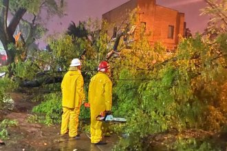 Fuertes vientos provocaron caída de árboles y postes en Concordia: 14 familias fueron asistidas