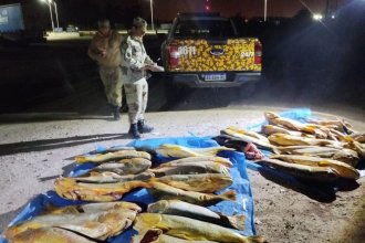 Golpe al transporte ilegal de pescado: incautan 400 kilos de dorados y surubíes