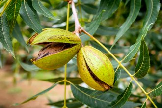 ¿Cómo avanza la nueva temporada de nuez pecán en Entre Ríos?