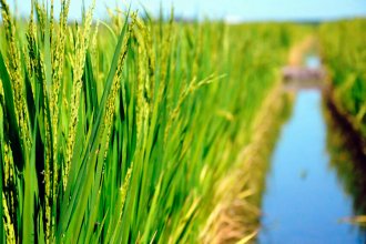 La competitividad del maíz y el trigo se deterioró; mientras que la del arroz directamente se derrumbó