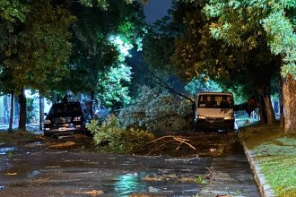 Fuerte temporal: zonas de una ciudad entrerriana no tienen energía eléctrica y un árbol hirió al conductor de un auto