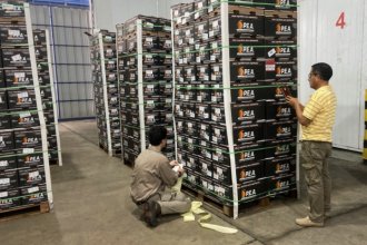 Productores de cítricos se entusiasman con el mercado tras el primer envío de naranjas frescas a Ecuador