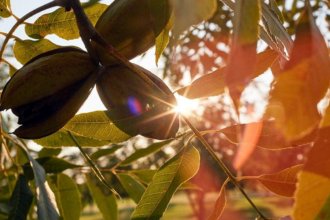 Hay fecha confirmada para la edición 2026 de las Jornadas del Cluster del Pecán