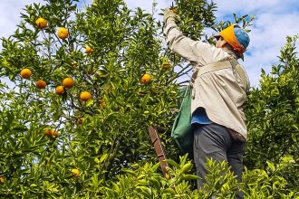 Al otro lado del río, trabajadores citrícolas reclaman por un subsidio especial por desempleo