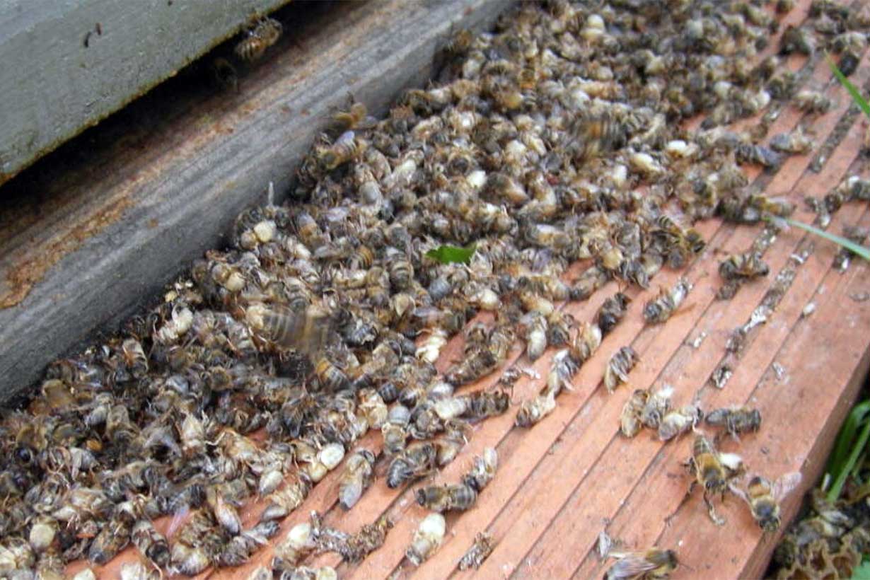 Abejas muertas: ¿Por qué?