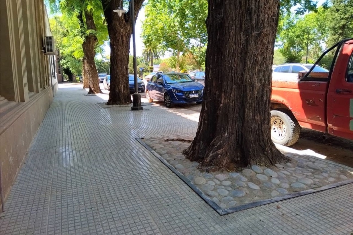Llamativa intervención a los árboles que rodean el edificio municipal. La explicación del secretario de Obras Públicas - Noticias - Elentrerios.com