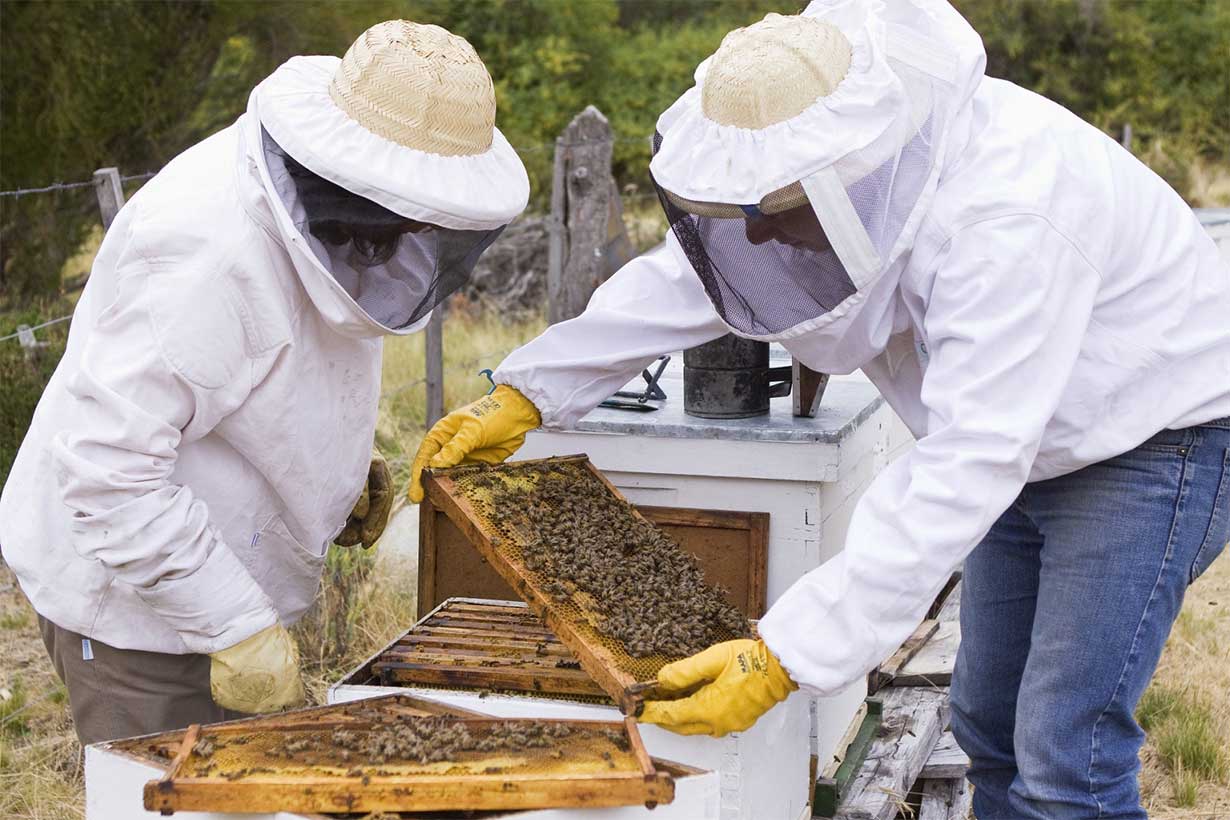 La apicultura se beneficiaría
