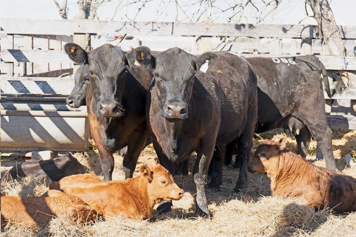 Bronca de productores con el SENASA por nuevas normas para controlar una enfermedad casi inexistente en Entre Ríos - Noticias - Elentrerios.com