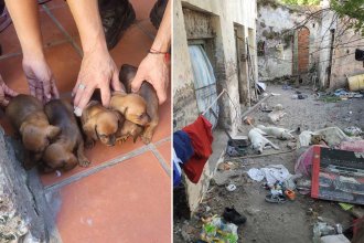 Rescataron 11 perros y un conejo &ldquo;hacinados&rdquo;. Habrían sido criados con &ldquo;fines de comercialización&rdquo;