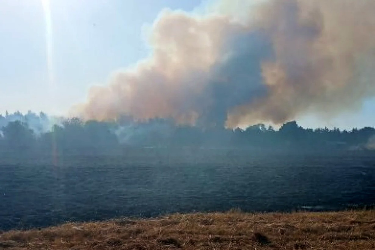 Incendio forestal generó preocupación al avanzar hasta el predio de un cementerio privado - Noticias - Elentrerios.com