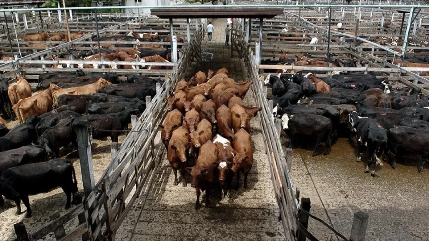 Arranque negativo en 2026: enero registró una fuerte caída de la faena vacuna - Noticias - Elentrerios.com