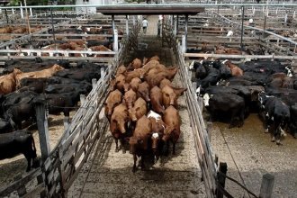 Arranque negativo en 2026: enero registró una fuerte caída de la faena vacuna