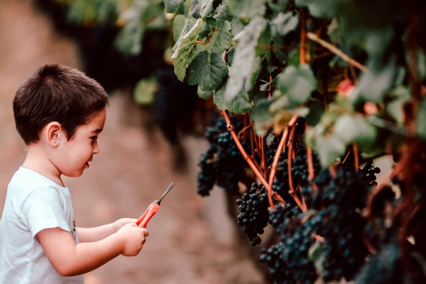 Lote de Tannat con las futuras generaciones.