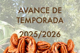 Avizoran que habrá un volumen de producción de nuez pecán &ldquo;sustancialmente más alto&rdquo; que la temporada anterior