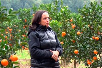 USA consulta a sus productores, antes de abrirle las puertas al citrus entrerriano. Crecen las expectativas de la FECIER