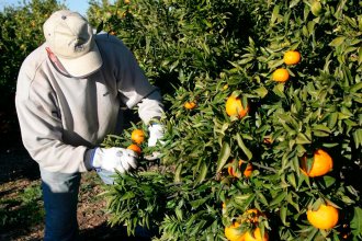 Obrero de la fruta se descompensó y murió, mientras trabajaba