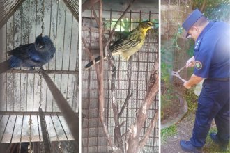 Operativo contra el tráfico de fauna en Villa Elisa: rescataron 80 aves silvestres, varias de ellas de especies en extinción